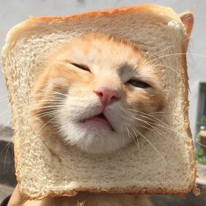 11083195_original.jpg